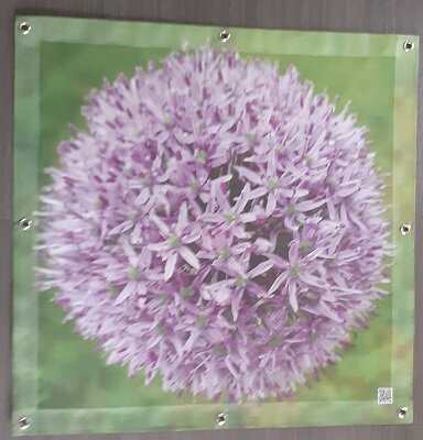 Sichtschutz Mesh 80*80 Zierlauch